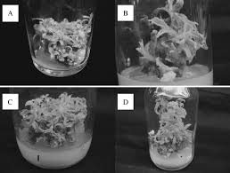 Image result for Pentanema indicum