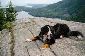 Bernese Mountain Dog Full Profile History And Care