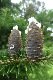 Image result for Copaifera baumiana