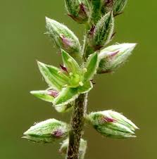 Image result for Achyranthes