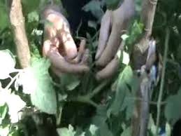 Domates Ve Biber De Koltuk Alma Islemi Ana Govde Ile Dal Arasinda Cikan Surgunlerin Alinma Islemidir Bu Surgunler Yanda Ki Gibi Domatesler Bahce Koltuklar