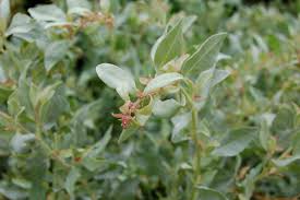 Image result for Atriplex halimus