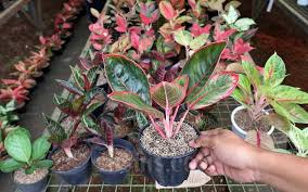 Cukup dengan jenis tanaman perdu hias berikut untuk menambah estetika bagian depan rumah! Penjualan Tanaman Hias Meningkat 50 Persen Di Tengah Pandemi Covid 18 Bisnis Com