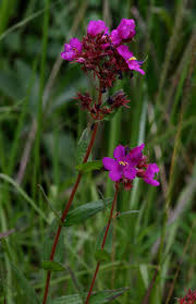 Image result for Heterotis canescens