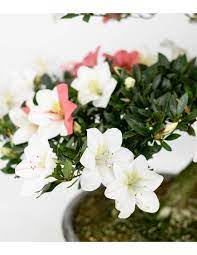 Azalia Indica Saishun