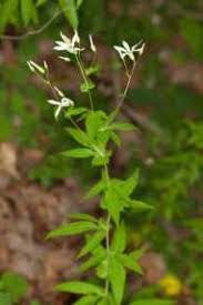 Image result for Iphigenia pauciflora