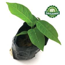 Jika pisang kaki dulu ada yang pernah dengar, ada yang tak pernah dengar. Buy Kimbee Farm Red Sweetsop Seed Biji Buah Nona Merah ç´…é‡Šè¿¦æžœç§å­ Seetracker Malaysia