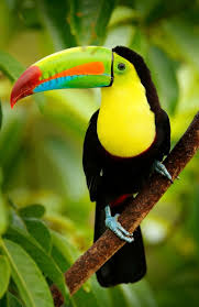 Colourful Sight Indeed Get Up Personal With Wildlife And Animals On Our Trips And Volunteering Conservation Pro Animals Rainforest Animals Animals Beautiful