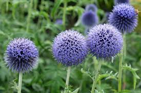 Image result for Echinops