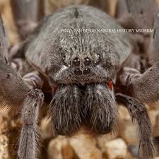 Ridicarea picioarele este o alta metoda de relaxare a picioarelor si presiunii din vene, prevenind venele paianjen. Cercetatorii Au Descoperit O Noua Specie De Paianjen Gigantic Din Familia Tarantulelor Cat De Periculos Este Veninul Sau Stirileprotv Ro
