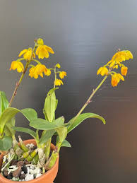 Image result for Polystachya ottoniana