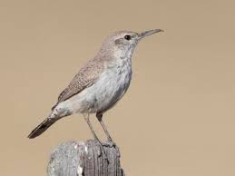 A page for describing main: Cactus Wren Sounds All About Birds Cornell Lab Of Ornithology
