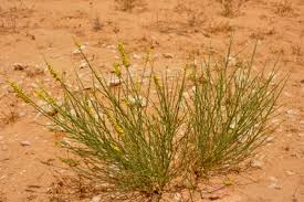 Image result for Stipagrostis hirtigluma