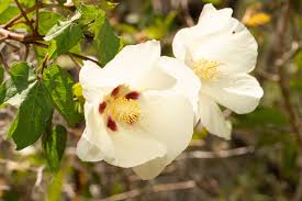 Image result for Gossypium