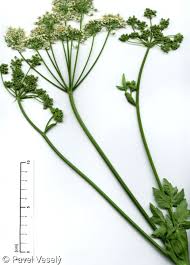 Image result for Heracleum