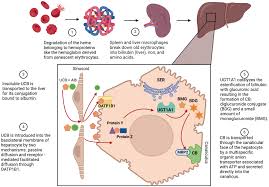 Image result for Maddrey Discriminant Function