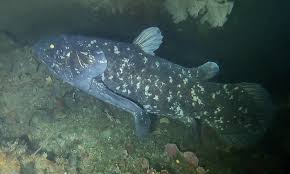 Coelacanth - Wikipedia