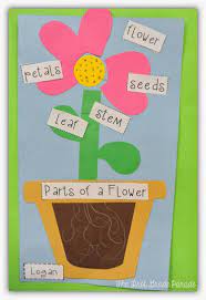 Plants Aplenty Cara Carroll Kindergarten Science Plants Kindergarten Plant Activities