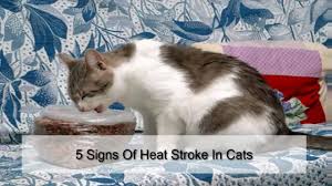 Read on for information about diseases and other medical inflictions that frequently impact cats. Heat Stroke In Cats Symptoms Risk Factors Prevention And Care