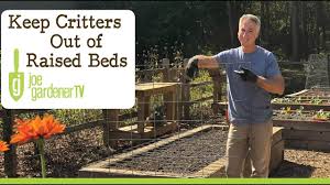 Therefore, if you add borders of mulch, you're more likely to keep the squirrels out of the areas of your garden you don't want them in. How To Keep Critters Out Of Your Raised Bed Garden Youtube