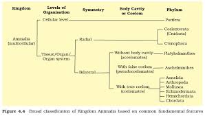 Whittaker classification of five kingdom. Animal Kingdom Classification Chart Pdf Canabi