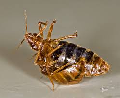 Got questions about pest control? Ontario Landlord And Tenant Law Bedbugs Can The Landlord Make A Tenant Pay The Cost Of Treatment