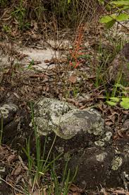 Image result for Aloe ballii