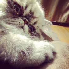 Persian Cat Little Monster Races De Chats Chat Beau Chat