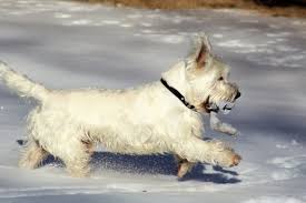 West Highland Terrier Mdorandotcom