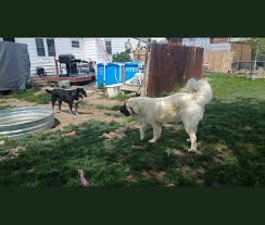 Check spelling or type a new query. Embark Dog Dna Test Breed