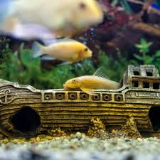 Maybe you would like to learn more about one of these? Ingin Menghias Akuarium Ini 10 Rekomendasi Hiasan Akuarium Unik Yang Ramah Di Kantong