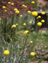 In fact, these are the only flower i will release as a freebie from the new book, so be sure to grab these templates. Billy Buttons Drumsticks Seeds Native Seed