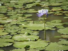 Image result for Nymphaea sulphurea