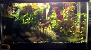 Read reviews from world's largest community for readers. Ten Gallon Planted Features Honey Gourami And Betta Splendens Youtube