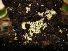 And it turns out that quality of soil (even organic potting soil). Yellow Stuff Growing In My Houseplant Soil Ubc Botanical Garden Forums