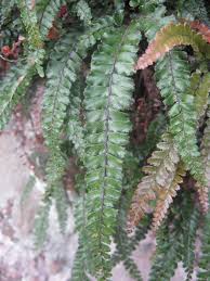 Image result for Adiantum hispidulum