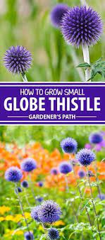 Pin On Green Thumb