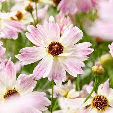 Pin On Coreopsis Tickseed