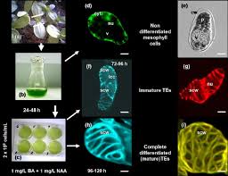 Plant cell undergo process to form xylem vessels. Xylogenesis In Zinnia Zinnia Elegans Cell Cultures Unravelling The Regulatory Steps In A Complex Developmental Programmed Cell Death Event Springerlink