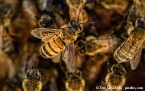 Um verknüpfen meisterhaften grünanlage zu schaffen, muss man hinaus folgende aspekte würdigen. Bienen Im Garten Halten Erlaubt Oder Verboten Garten Hausxxl Garten Hausxxl