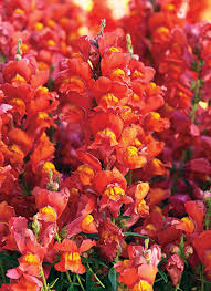 What are cool weather garden plants? 8 Cool Weather Plants Garden Gate