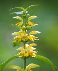Image result for Lamium galeobdolon