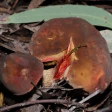 Image result for Boletus sp.
