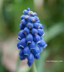 Maybe you would like to learn more about one of these? Asheville Photography On Instagram Tiny Bell Shaped Flowers On A Grape Hyacinth Bloom In Asheville North Carolina Wncvideo Grapehyacinth Hyacinth Tinywo