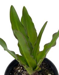 Image result for Eucomis