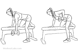 We did not find results for: Single One Arm Dumbbell Bench Rows Workoutlabs Exercise Guide