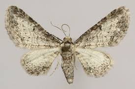 Image result for Eupithecia subumbrata
