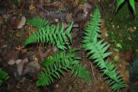 Image result for Athyrium