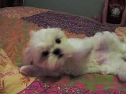 Looking for a shih tzu breeder in michigan to pick up your dream puppy? White Shih Tzu Puppy Youtube