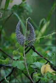 Image result for Pergularia daemia